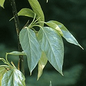 тополь бальзамический лист