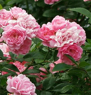 роза почвопокровная фейри роуз