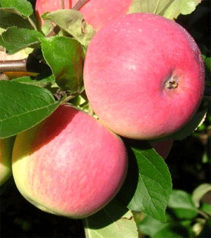 яблоня вишневое
